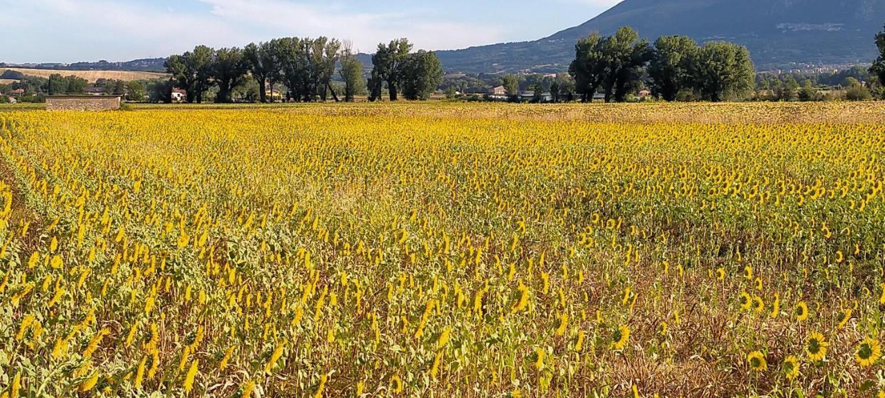 Agriturismo I Melograni 페렌틸로 외부 사진