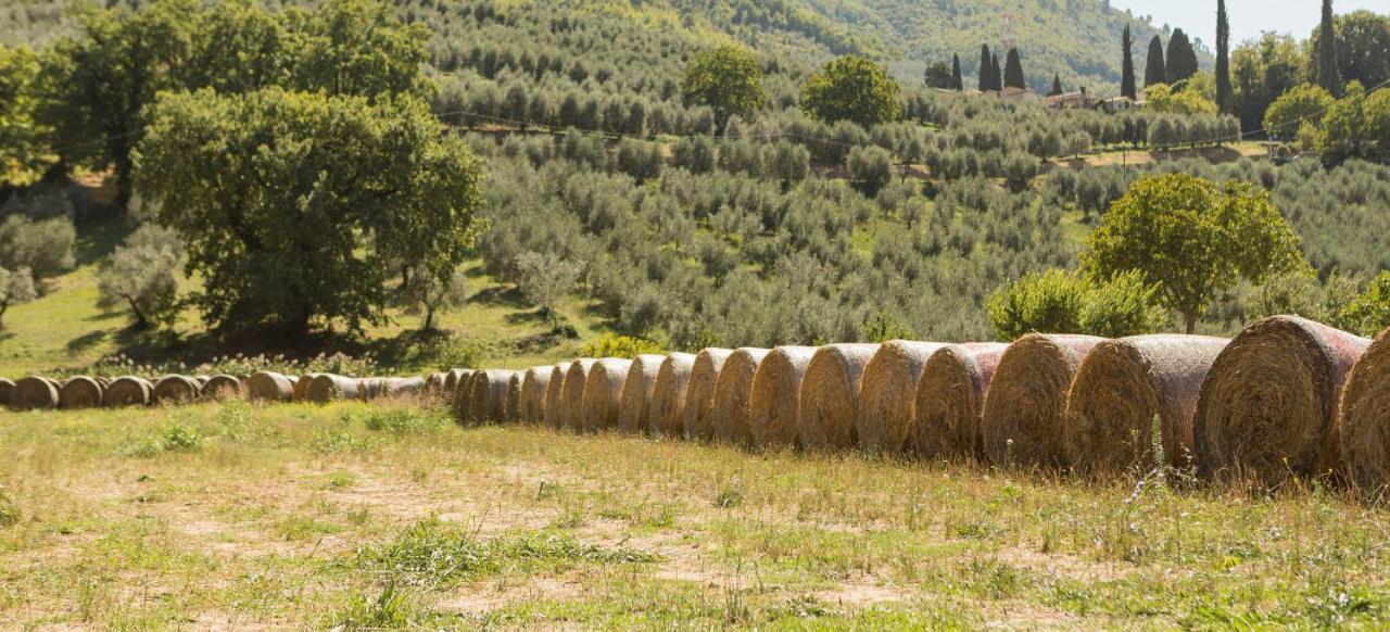 Agriturismo I Melograni 페렌틸로 외부 사진