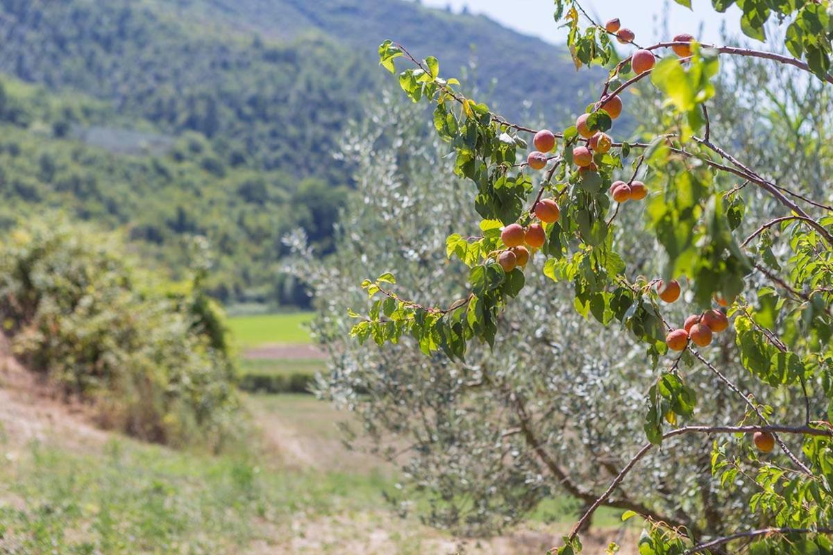 Agriturismo I Melograni 페렌틸로 외부 사진